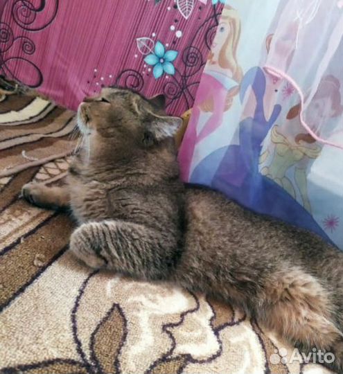 Кот шиншила текированая