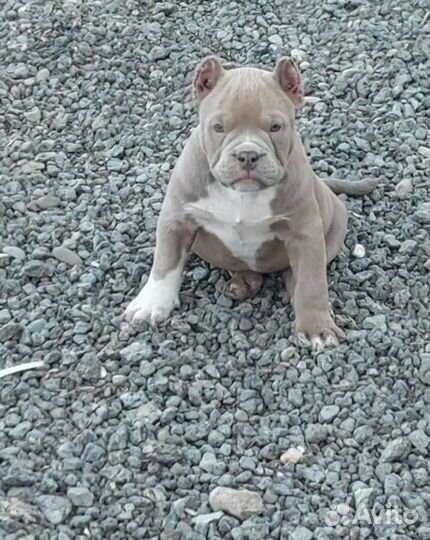 Американский булли