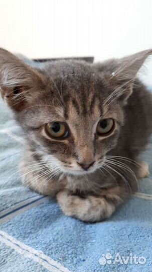 Передержка домашних животных, дрессировка