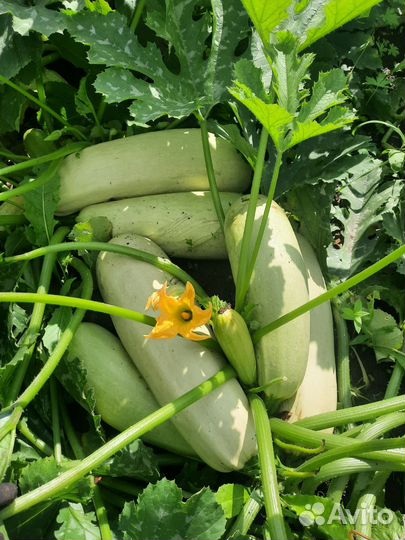 Продам кабачки
