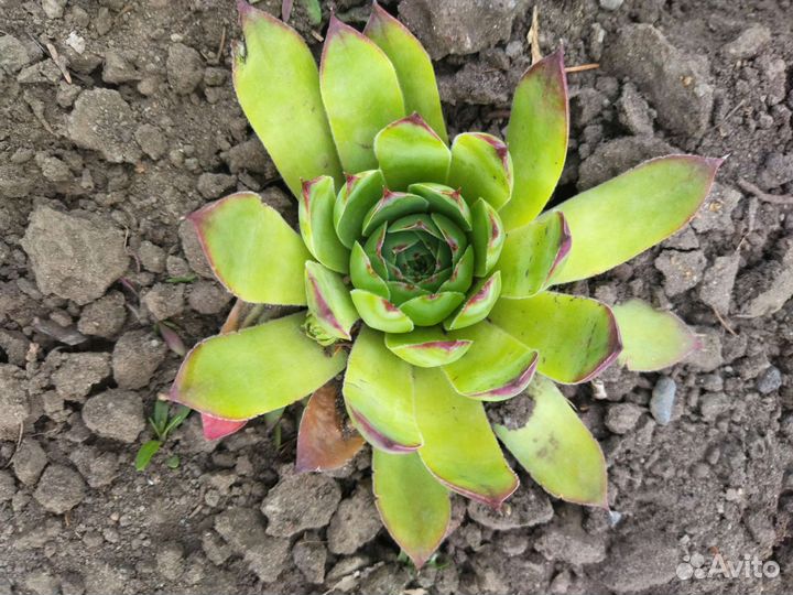 Саженцы пиона, сирени, каменный цветок