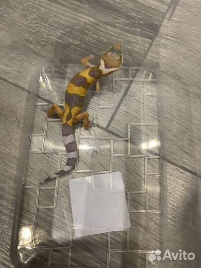 Малыши эублефаров