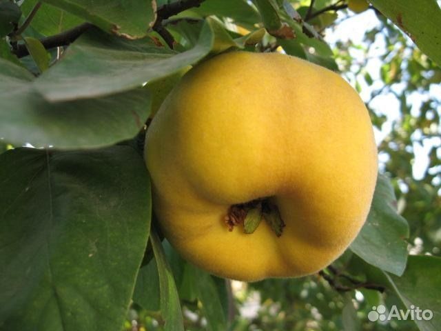 Айва Селена саженцы