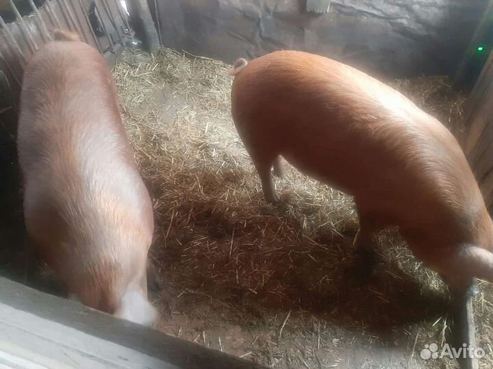 Поросенок ландрас