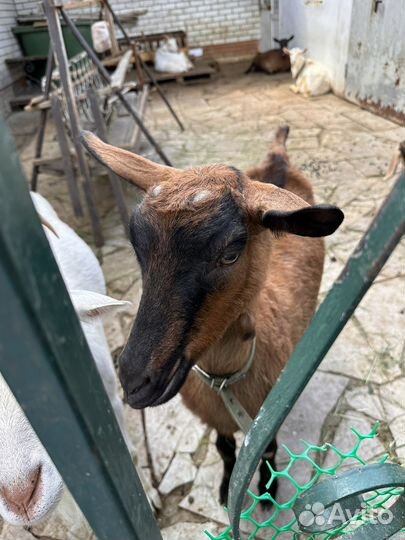 Альпийские козлята