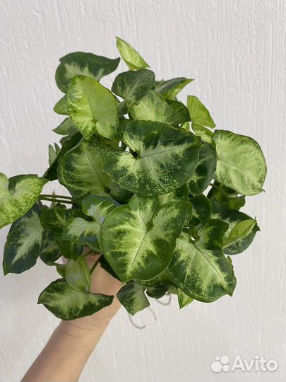 Сингониум пикси