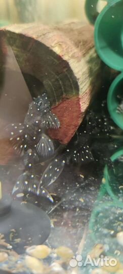 Номерные сомы, анциструсы, трубки для сомов