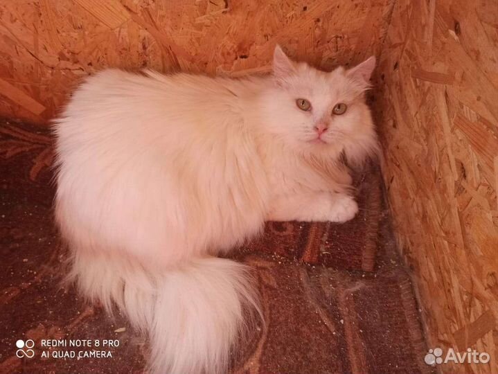 Шикарная белая кошка для хороших людей