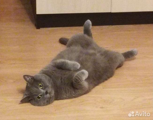 Стерилизация кошек и кастрация котов