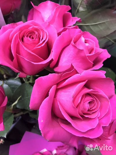 Цветы розы оптом