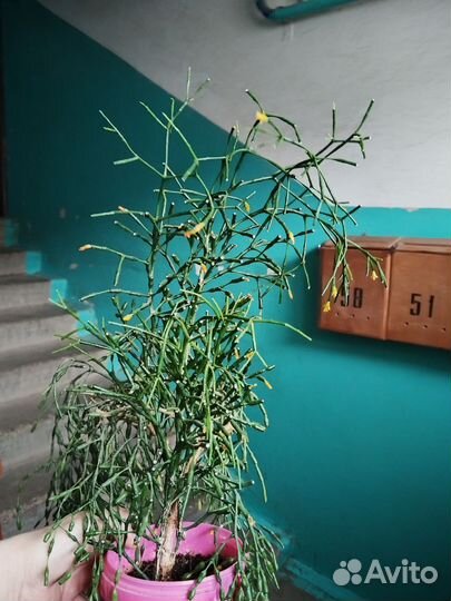 Хатиора, брызги шампанского