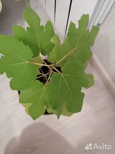 Инжир комнатный