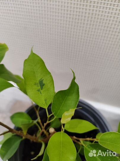 Фикус бенджамина голден моник