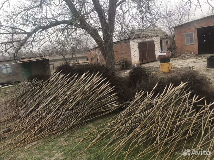 Грецкий орех саженцы