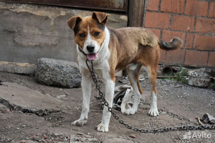 Кабель собака