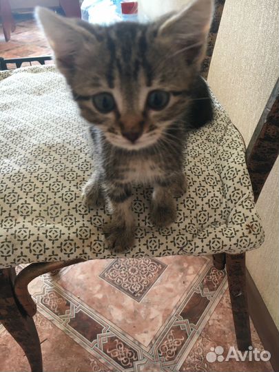 Котята в добрые руки мальчики