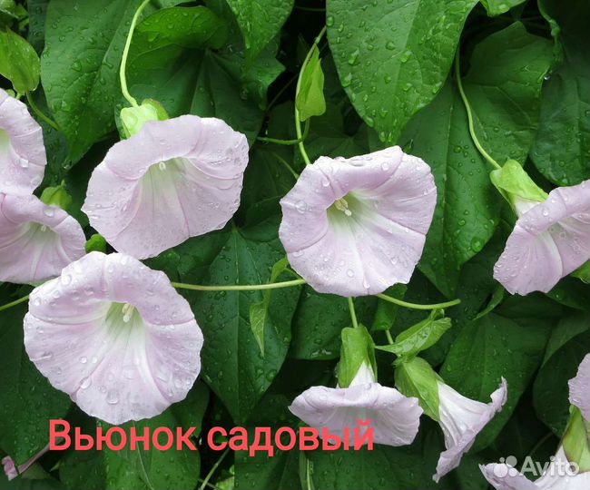 Многолетники для дачи