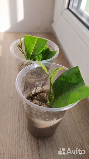 Лимон Лунарио