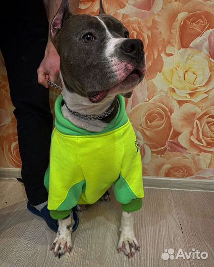 Одежда для собак