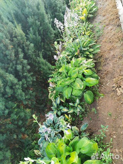 Хвойные и декоративные многолетники