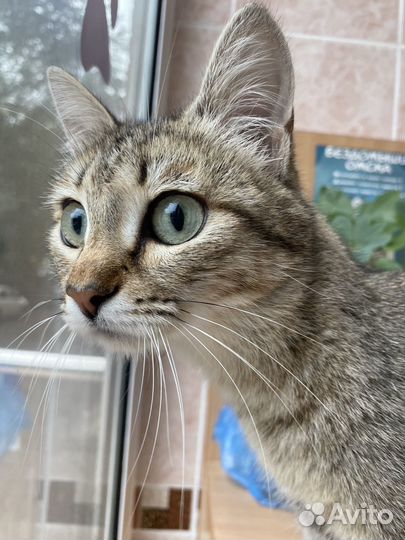 Кошки в добрые руки