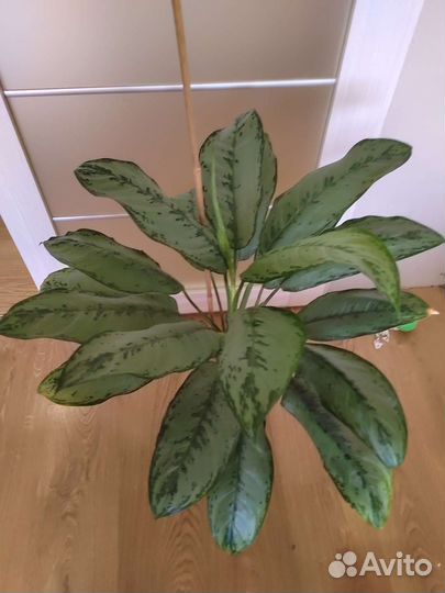 Комнатные растения