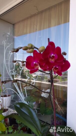Орхидея фаленопсис