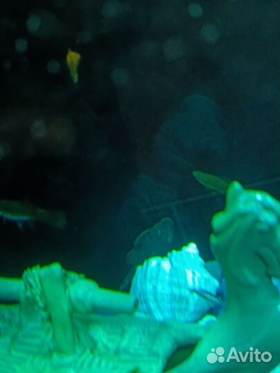 Аквариум 50л