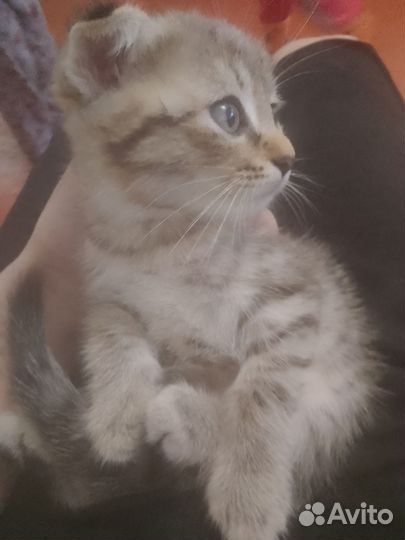 Котёнок шотландской,вислоухой кошки