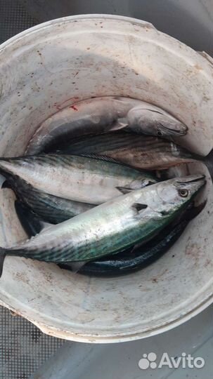 Рыбалка с катера Казачка