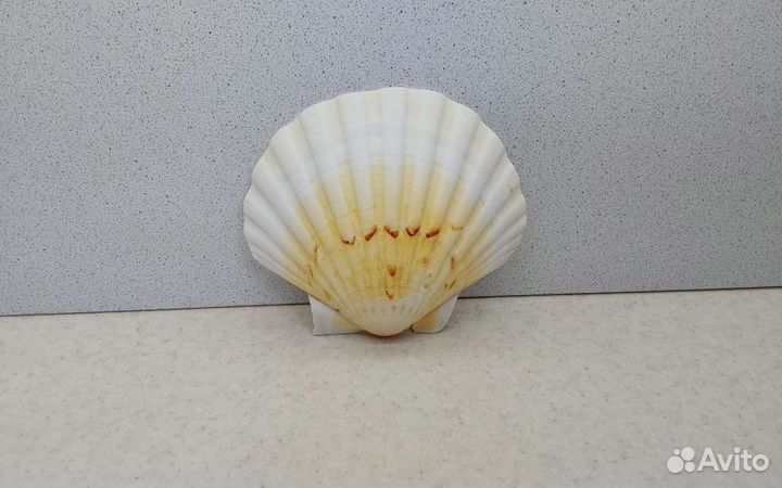 Гребешок 12,2*10,5 морская ракушка раковина