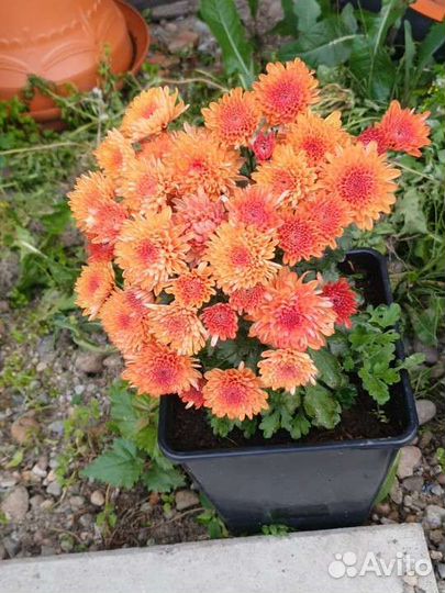 Хризантемы мультифлора