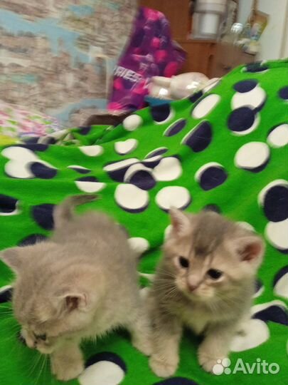 Пятно на золоте мальчики и голубое золото