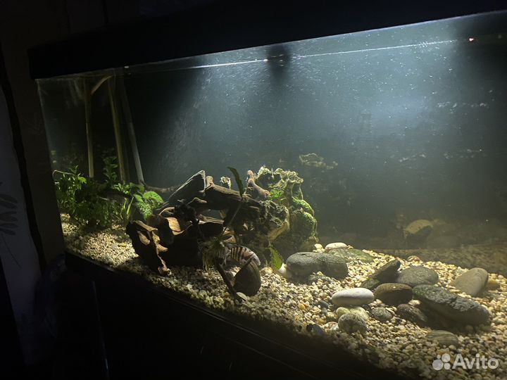 Аквариум