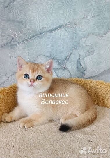 Золотой мальчик-британчик