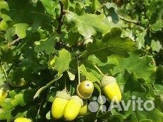 Дуб саженцы и взрослые деревья