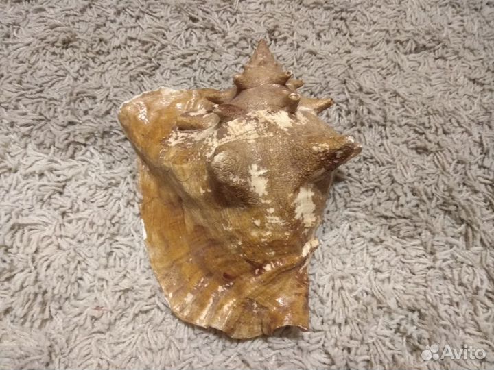 Большая морская раковина (ракушка)