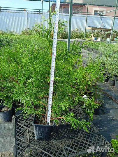 Туя западная 