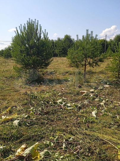 Участок 14,7 сот. (СНТ, ДНП)