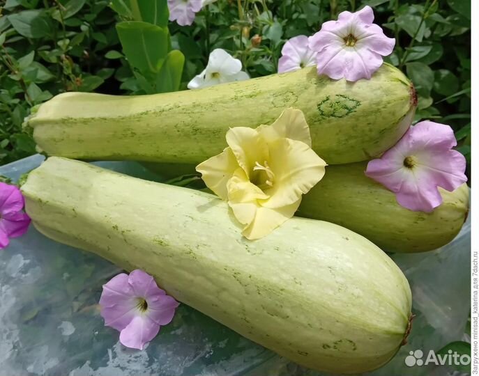 Кабачки свежие и вкусные оптом