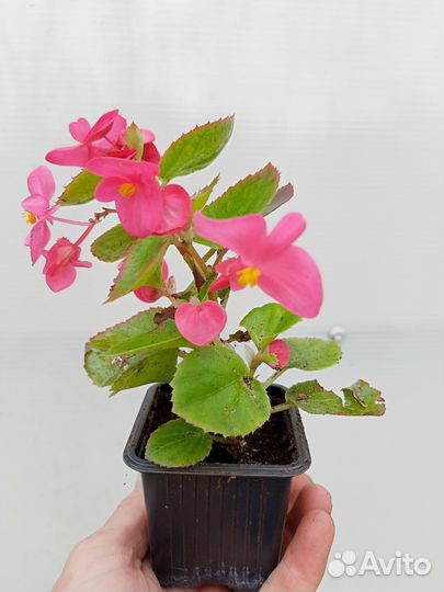 Бегония вечноцветущая