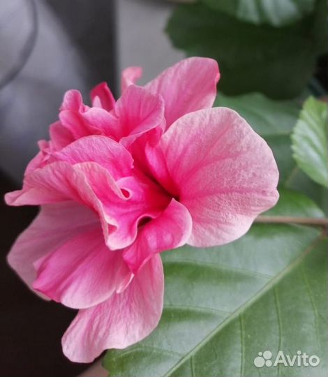 Гибискус сортовой китайская роза