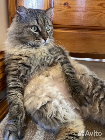 Сибирский кот