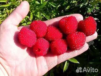 Норвежская малина