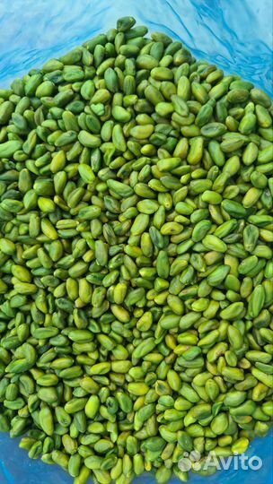 Зеленый Ядро Фисташки Иран