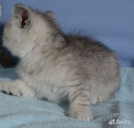 Британцы серебро