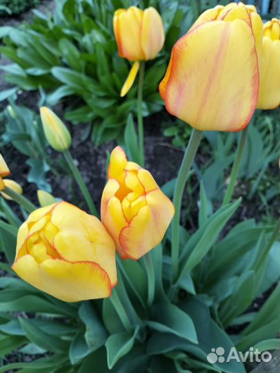 Луковицы тюльпанов