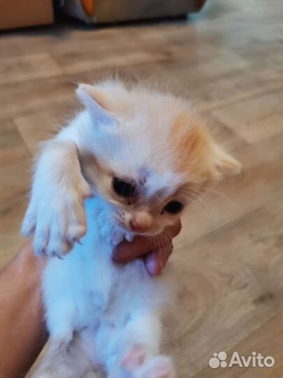 Котята в добрые руки бесплатно коты