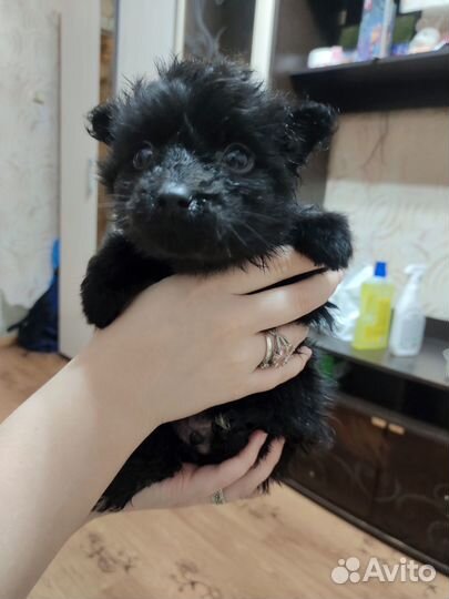 Щенки бесплатно в добрые руки