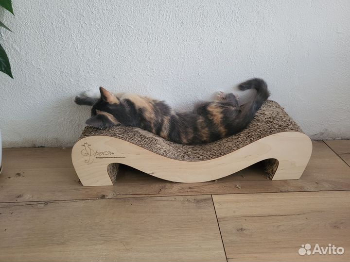 Кошка в добрые руки